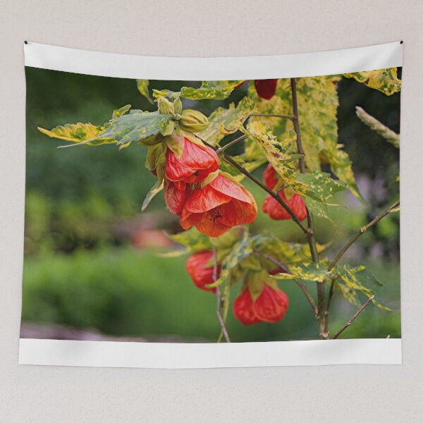 Item preview, Chinese lantern abutilon plant flowers designed and sold by FranWest.