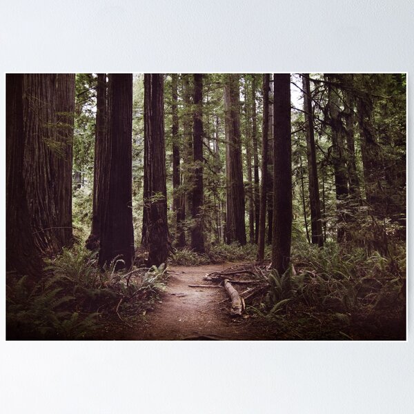 Item preview, Redwood Forest designed and sold by Melanie Lawson.