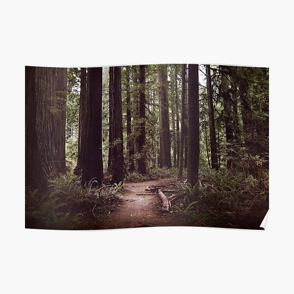 Redwood Forest Poster