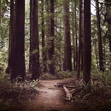 Artwork thumbnail, Redwood Forest by LawsonImages