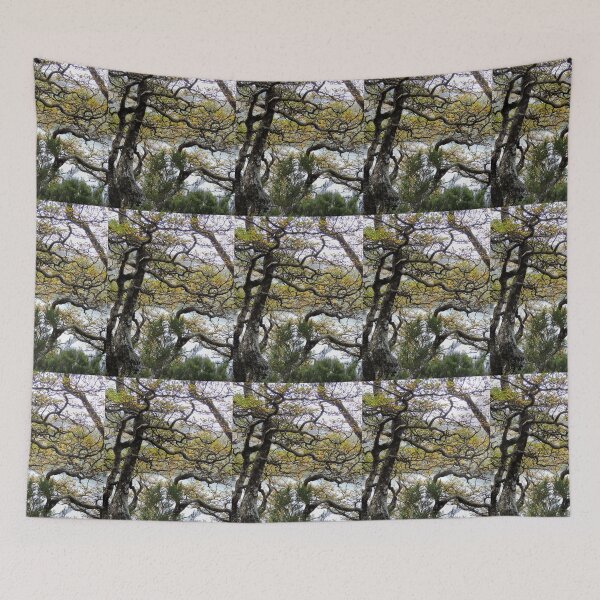 Item preview, Mature Fagus, Dove Lake Track, Cradle Mountain, Tasmania,  Australia. designed and sold by kaysharp.
