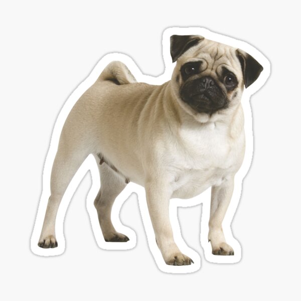 Piggy Doggy Gifts Merchandise Redbubble - lol pugs 24 roblox