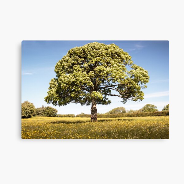 Sunny Day onthe Common Plot Canvas Print