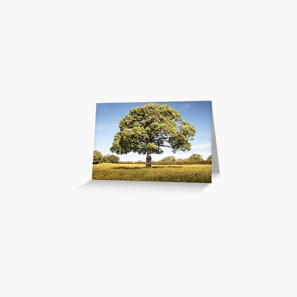 Sunny Day onthe Common Plot Greeting Card