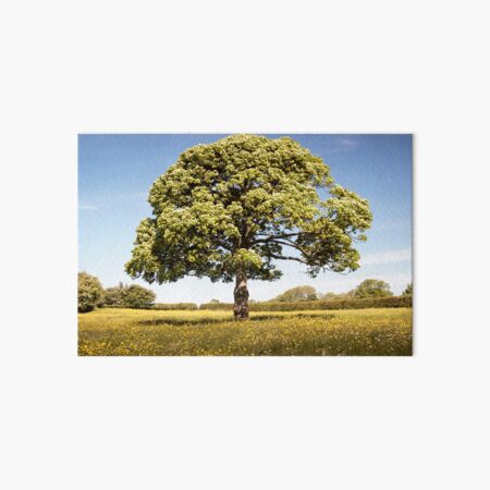Sunny Day onthe Common Plot Art Board Print