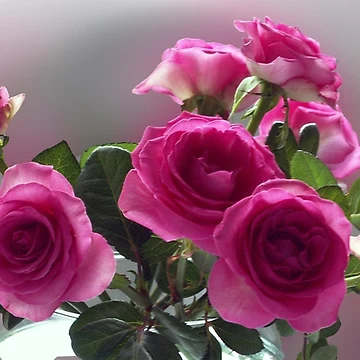 Artwork thumbnail, Pink Roses by OlaG