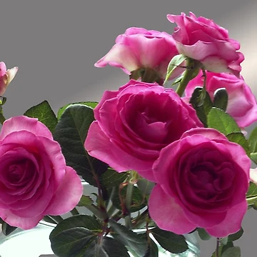 Artwork thumbnail, Pink Roses by OlaG