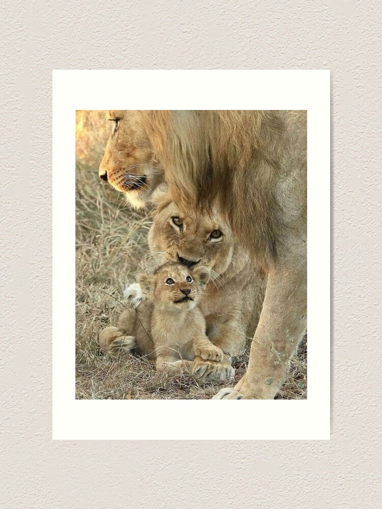 Lámina artística «Hermosa familia de leones» de Maddie4Real | Redbubble