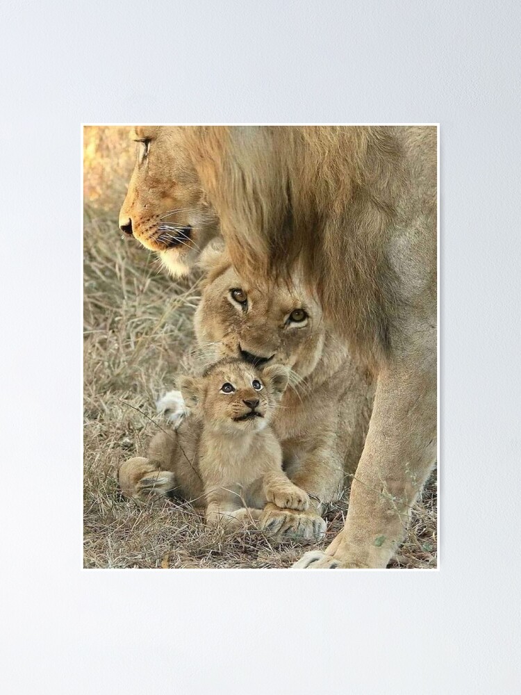 Póster «Hermosa familia de leones» de Maddie4Real | Redbubble