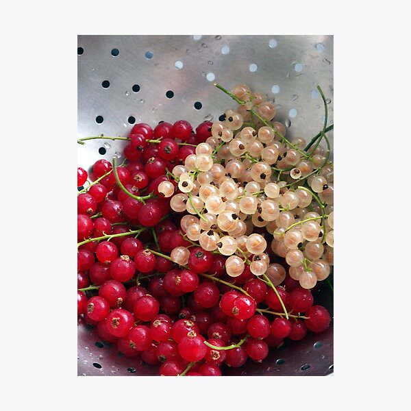 Item preview, FRESHLY PICKED designed and sold by OlaG.