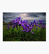 Wild Iris ~ Finley Refuge Wildflowers ~ Photographic Print