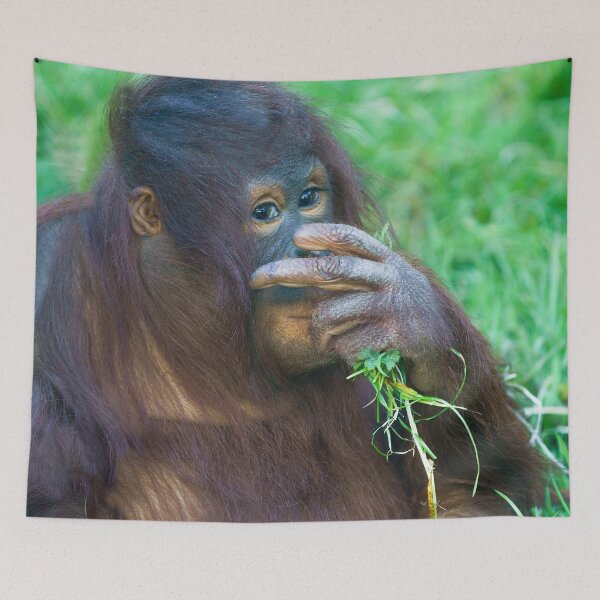 Item preview, Sneaky Look From The Orangutan Youngster designed and sold by rawshutterbug.