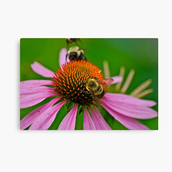 Busy Bumble Bees Canvas Print