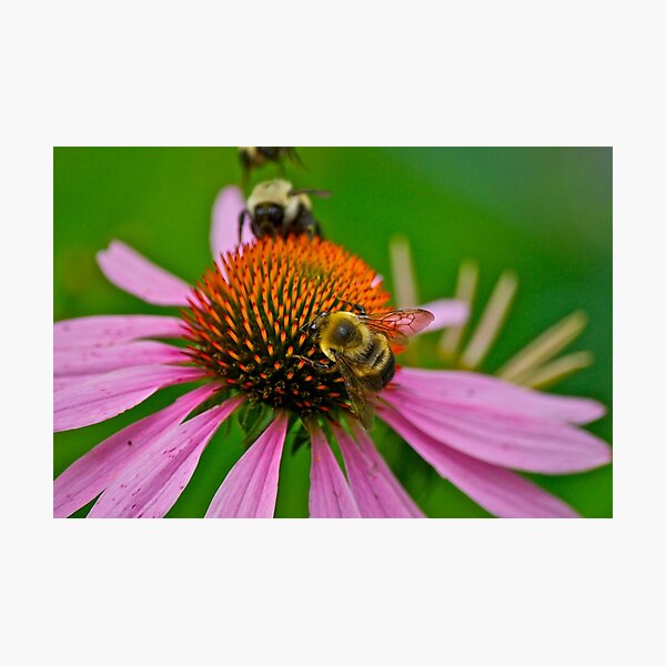 Busy Bumble Bees Photographic Print