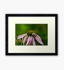 Busy Bumble Bee Framed Print