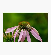 Busy Bumble Bee Photographic Print