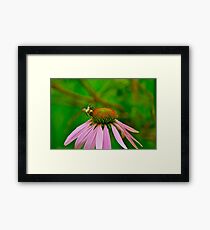Busy Bumble Bee 3 Framed Print