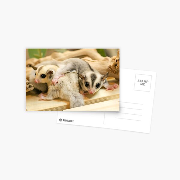 Item preview, SUGAR GLIDER CUDDLES designed and sold by CRYROLFE.