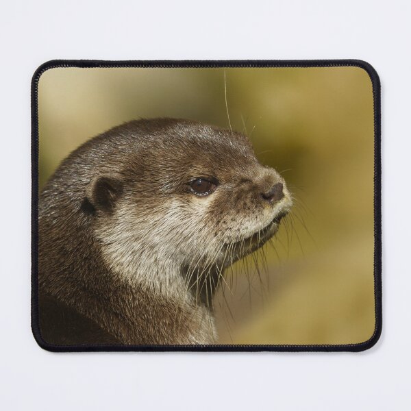 Aperçu de l'œuvre Loutre regardant par-dessus son épaule créée et vendue par rawshutterbug.