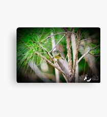 Tucked Away in the Long Needle Pines. Canvas Print