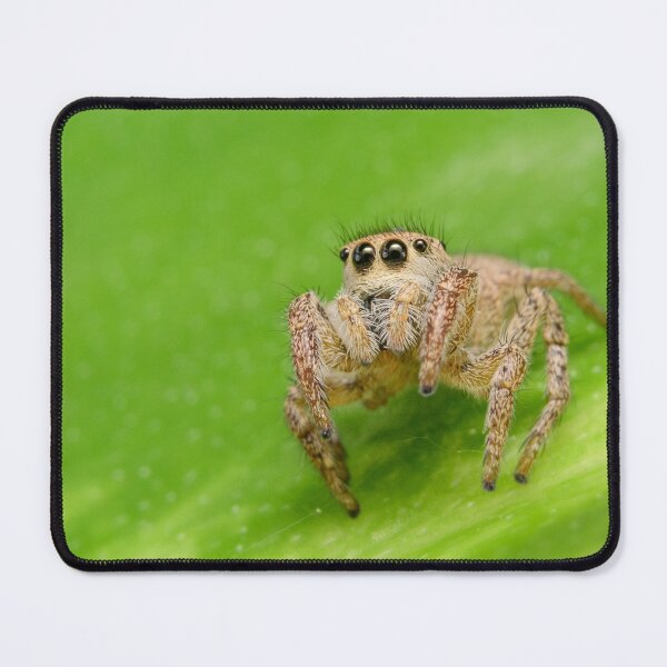 Item preview, Red-Faced Paradise Jumper (Habronattus coecatus), female designed and sold by spiderdaynight.