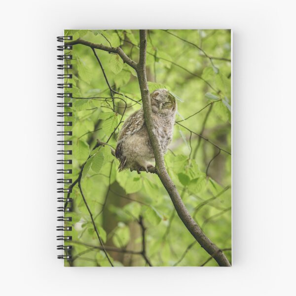 Item preview, Tawny Owl Roosting designed and sold by heidipics.