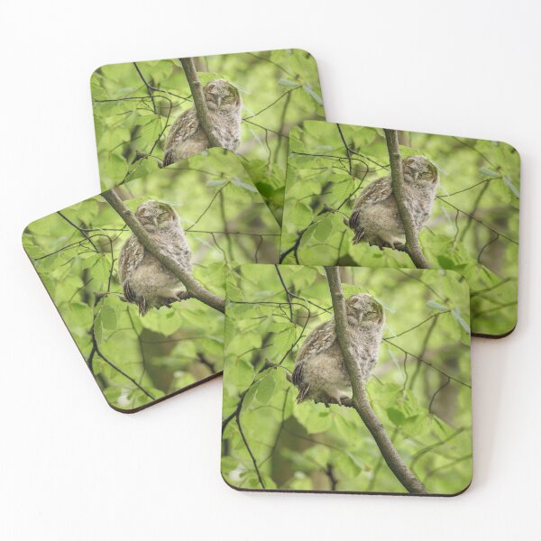Item preview, Tawny Owl Roosting designed and sold by heidipics.