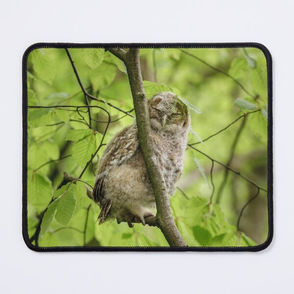 Item preview, Tawny Owl Roosting designed and sold by heidipics.