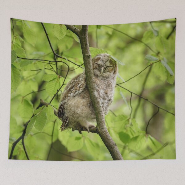 Item preview, Tawny Owl Roosting designed and sold by heidipics.