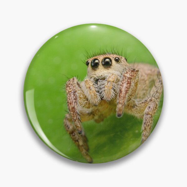 Item preview, Red-Faced Paradise Jumper (Habronattus coecatus), female designed and sold by spiderdaynight.