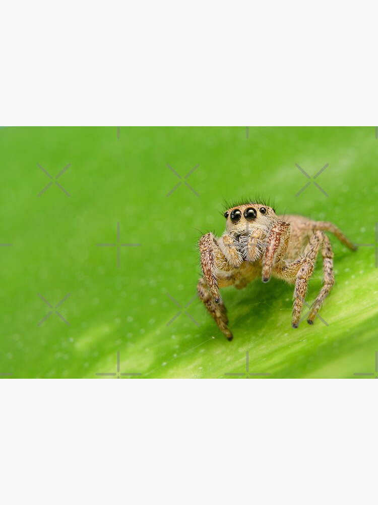 The Putnam's jumping spider, Lifestyles