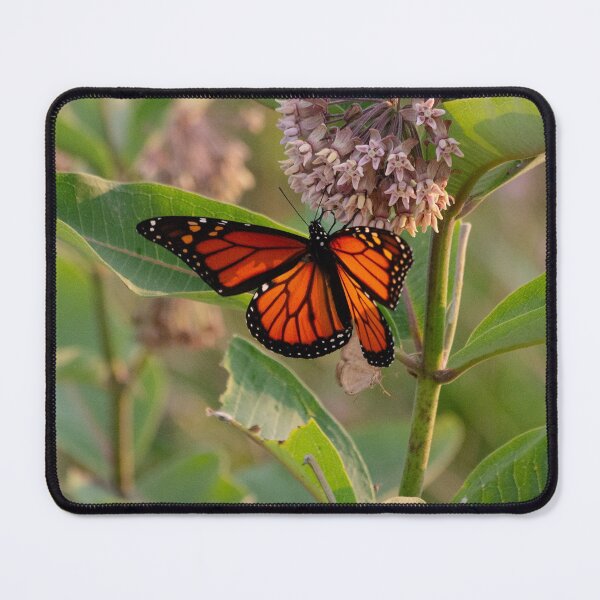 Item preview, Monarch (Danaus plexippus) at Sunset designed and sold by spiderdaynight.