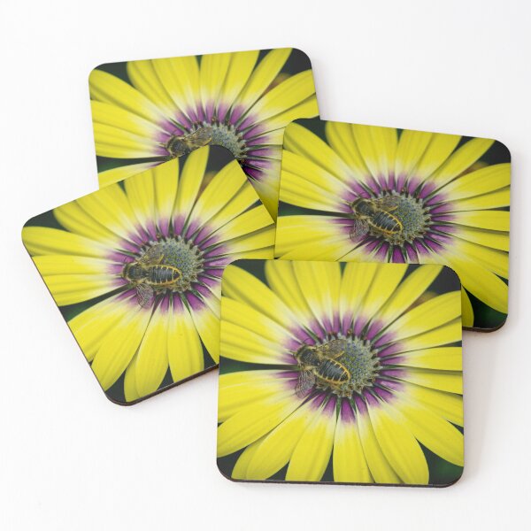 Item preview, Leafcutter (Megachile sp.) on Aster designed and sold by spiderdaynight.