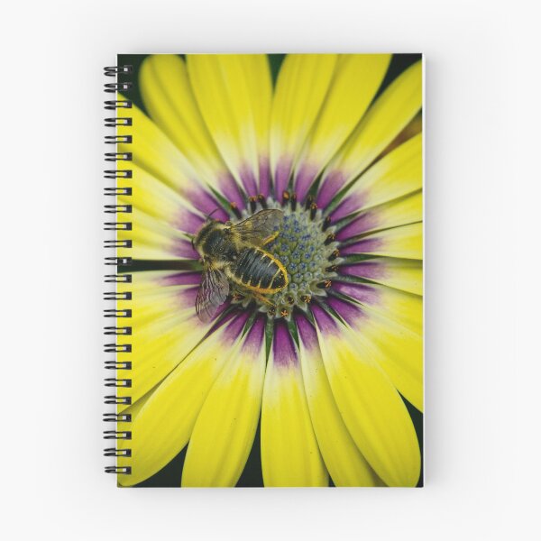 Item preview, Leafcutter (Megachile sp.) on Aster designed and sold by spiderdaynight.