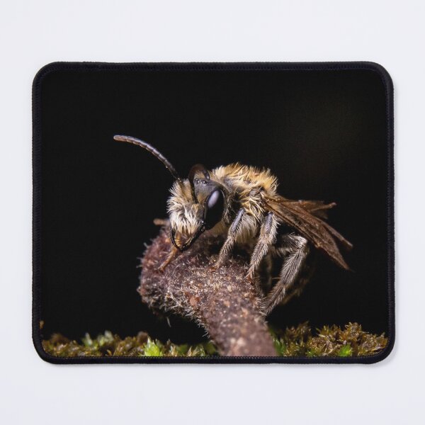 Item preview, Mining Bee (Andrena sp.) designed and sold by spiderdaynight.