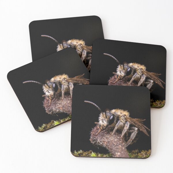 Item preview, Mining Bee (Andrena sp.) designed and sold by spiderdaynight.