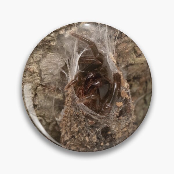 Item preview, Pennsylvanian Purseweb Spider (Atypus snetsingeri) designed and sold by spiderdaynight.