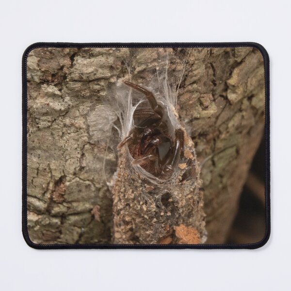 Item preview, Pennsylvanian Purseweb Spider (Atypus snetsingeri) designed and sold by spiderdaynight.