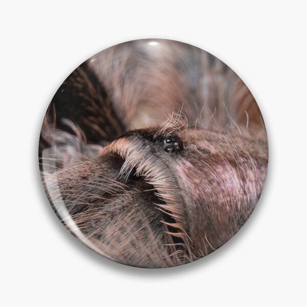 Item preview, Chilean Rosehair Tarantula (Grammostola rosea), "Isabel" designed and sold by spiderdaynight.