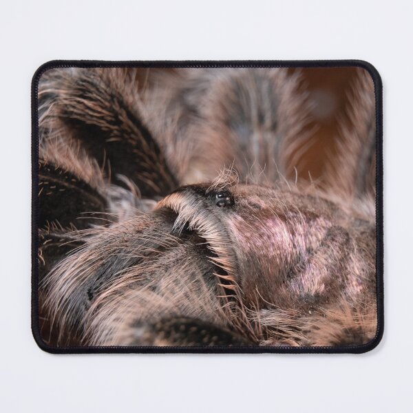 Item preview, Chilean Rosehair Tarantula (Grammostola rosea), "Isabel" designed and sold by spiderdaynight.