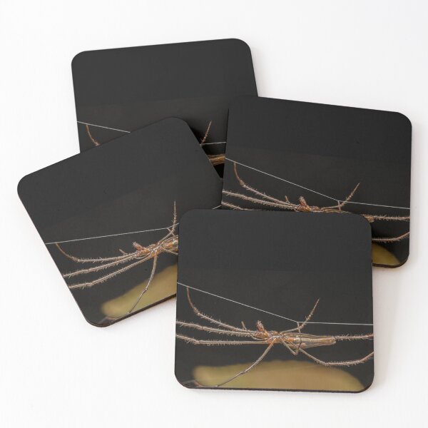 Item preview, Long-jawed Orbweaver (Tetragnatha sp.) Tightrope designed and sold by spiderdaynight.