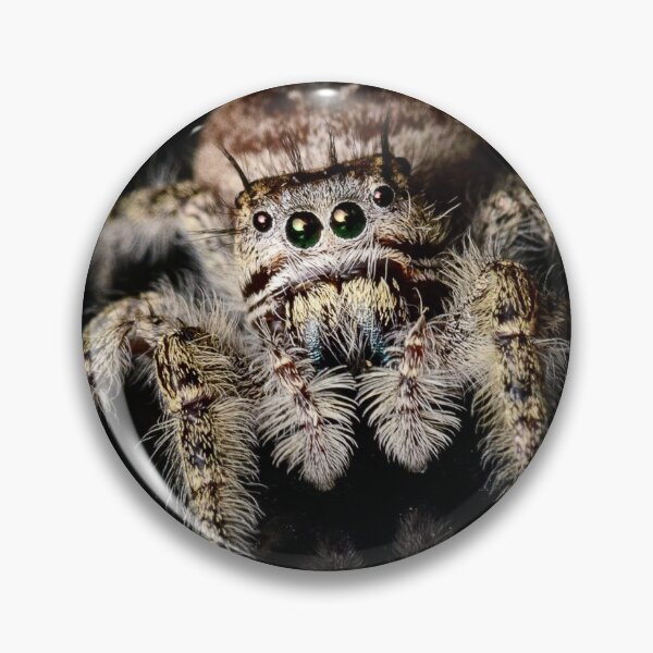 Item preview, Putnam's Jumping Spider (Phidippus putnami) designed and sold by spiderdaynight.