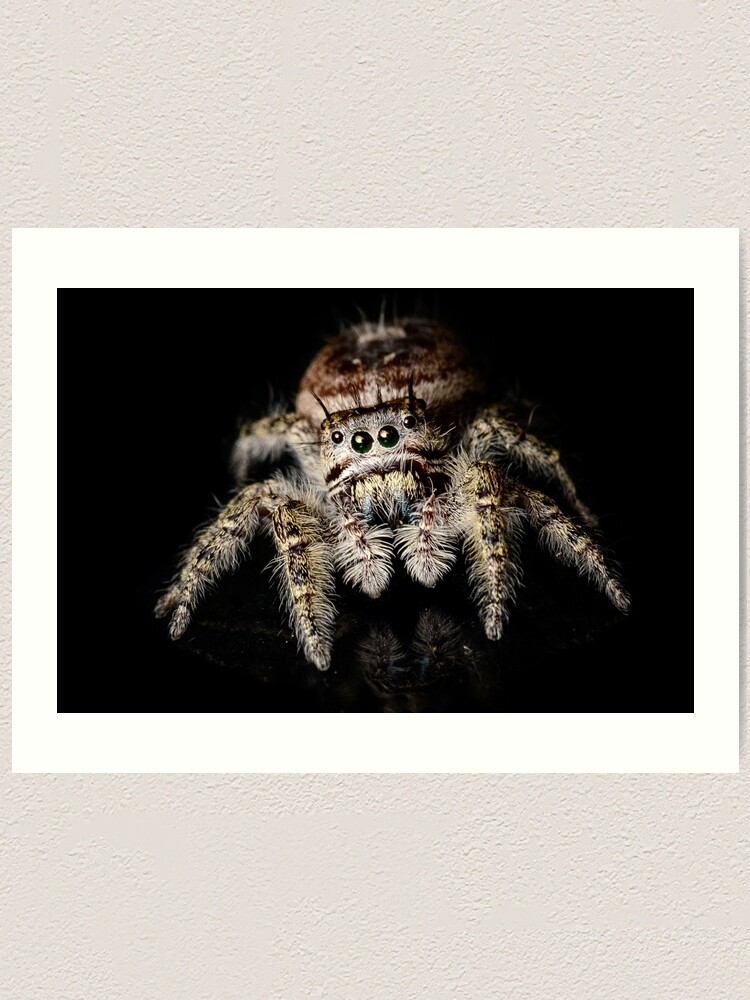 The Putnam's jumping spider, Lifestyles