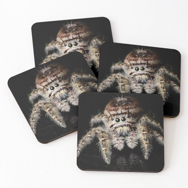 Item preview, Putnam's Jumping Spider (Phidippus putnami) designed and sold by spiderdaynight.