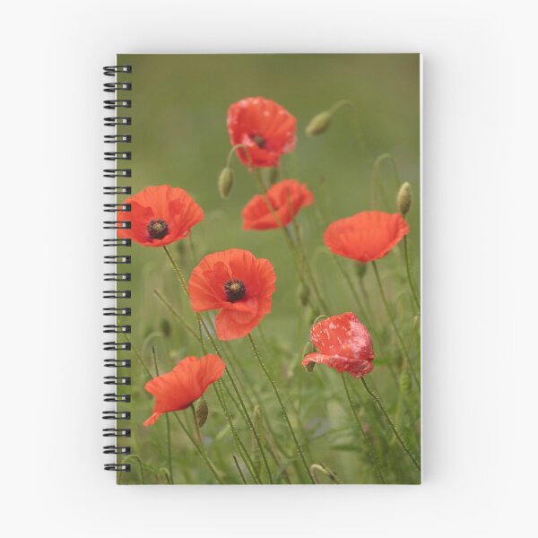 Aperçu de l'œuvre Photographie numérique de coquelicots créée et vendue par SimonJohnson1.