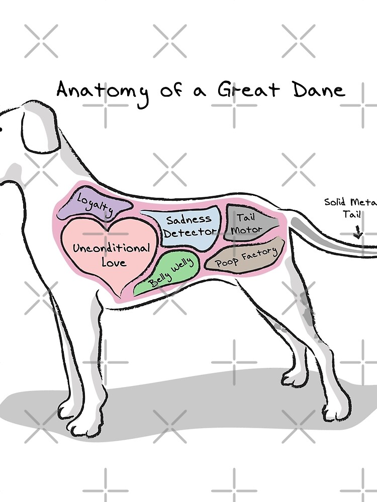 "Anatomy of a Great Dane" Scarf by MommySketchpad | Redbubble