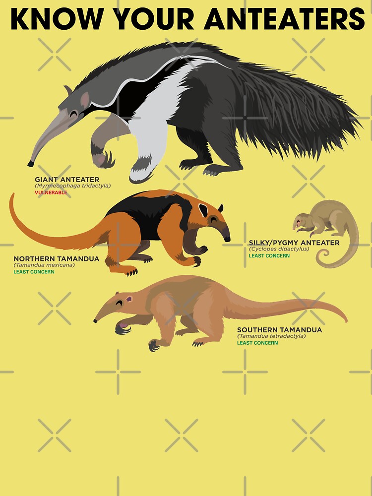 Know Your Anteaters | Kids T-Shirt