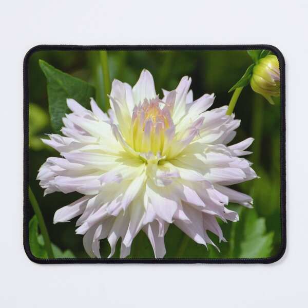 Item preview, Pastel Dahlia designed and sold by Kathleen Brant.