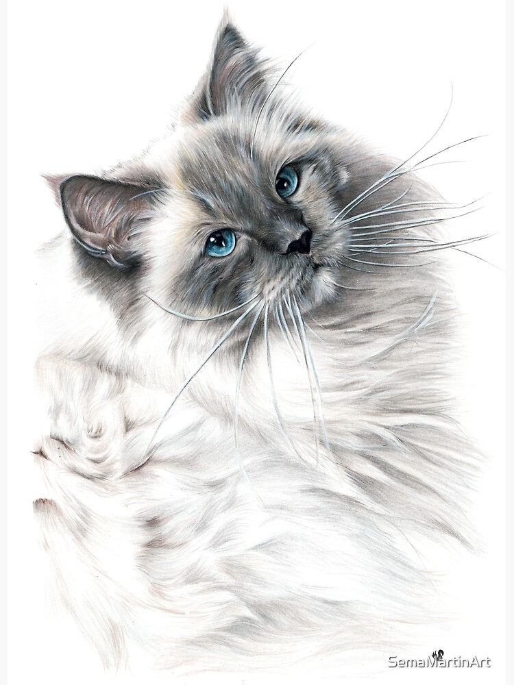 Drawing Cat Snowwhite Color Multicolored Eyes Stock Illustration 1771518443  | Shutterstock