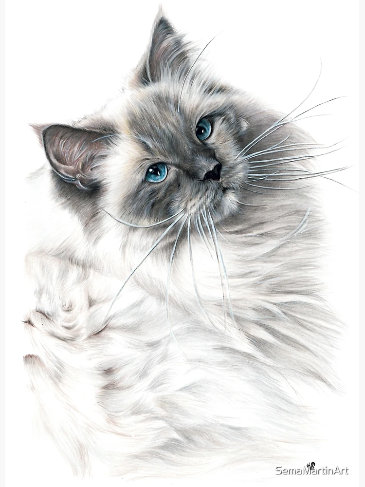 Blue eye Ragdoll cat colour pencil fine art drawing Photographic Print  for Sale by SemaMartinArt
